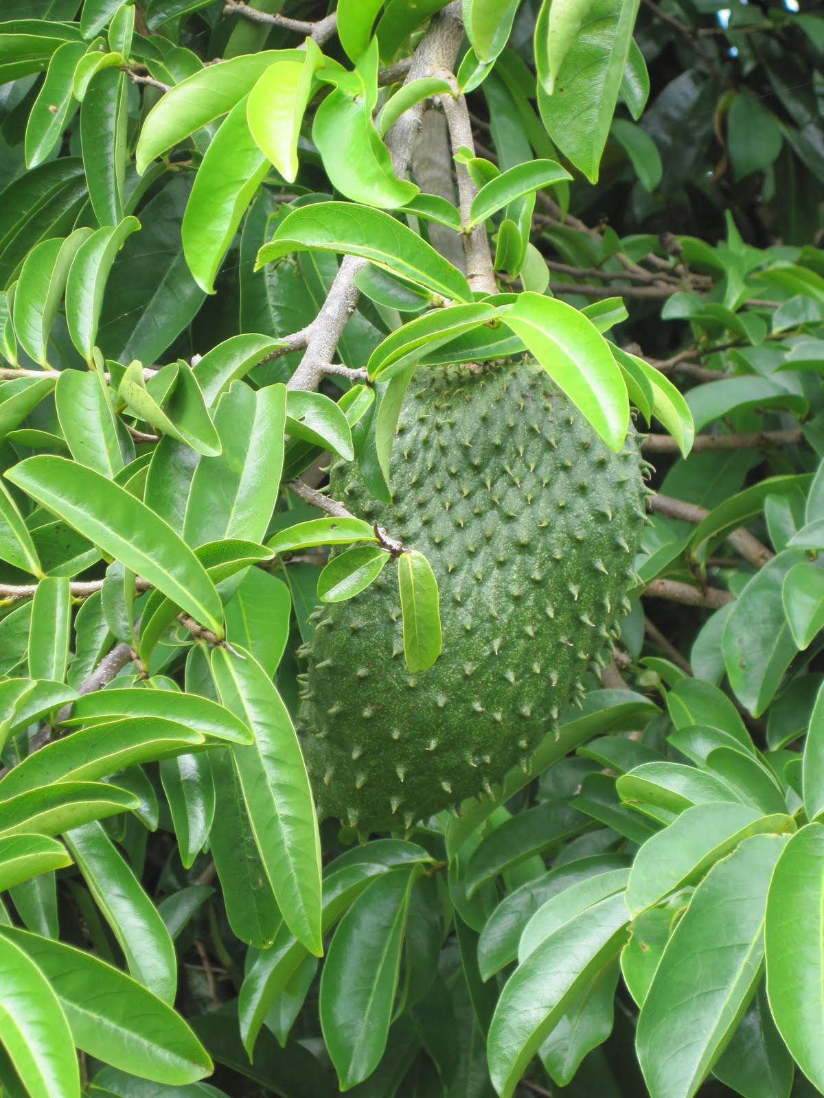  Manfaat  daun  sirsak  dan khasiat daun  sirsak  Herbal 